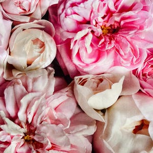 Satin pink peonies fabric by yard, big pink flowers satin cotton fabric, pink satin flowers by half yard