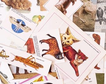 50 Vintage Animal Pages and Cuttings for Junk Journal, Ephemera Pack