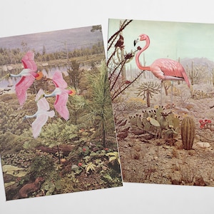 Jeu de cartes postales Oiseau, cadeau meilleur ami - Oiseaux sauvages