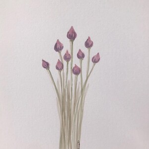 Schnittlauch Aquarell Illustration