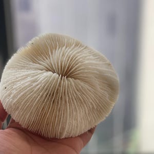 Fossilized Disc Coral Decor: Natural Coastal Accents