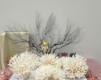Natural White Coral Decor: Real Ocean Coral for Coastal Home & Aquarium
