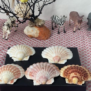 May include: A display of seashells in various colours and patterns, presented on a black surface. Miniature animal figurines, including a zebra, cow, and lion, are arranged on a red and white chequered cloth.