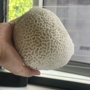 Real Natural Coral, Aquarium Decor, Home Decor, Wedding Decor, Crafting Supplies, aquarium, Unique Gift, white coral, tank, sea stone