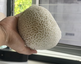 天然ホワイトコーラル：水槽・インテリア、クラフト用品