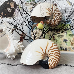 Natural Nautilus Shell: Coastal Home Decor, Nautical Display