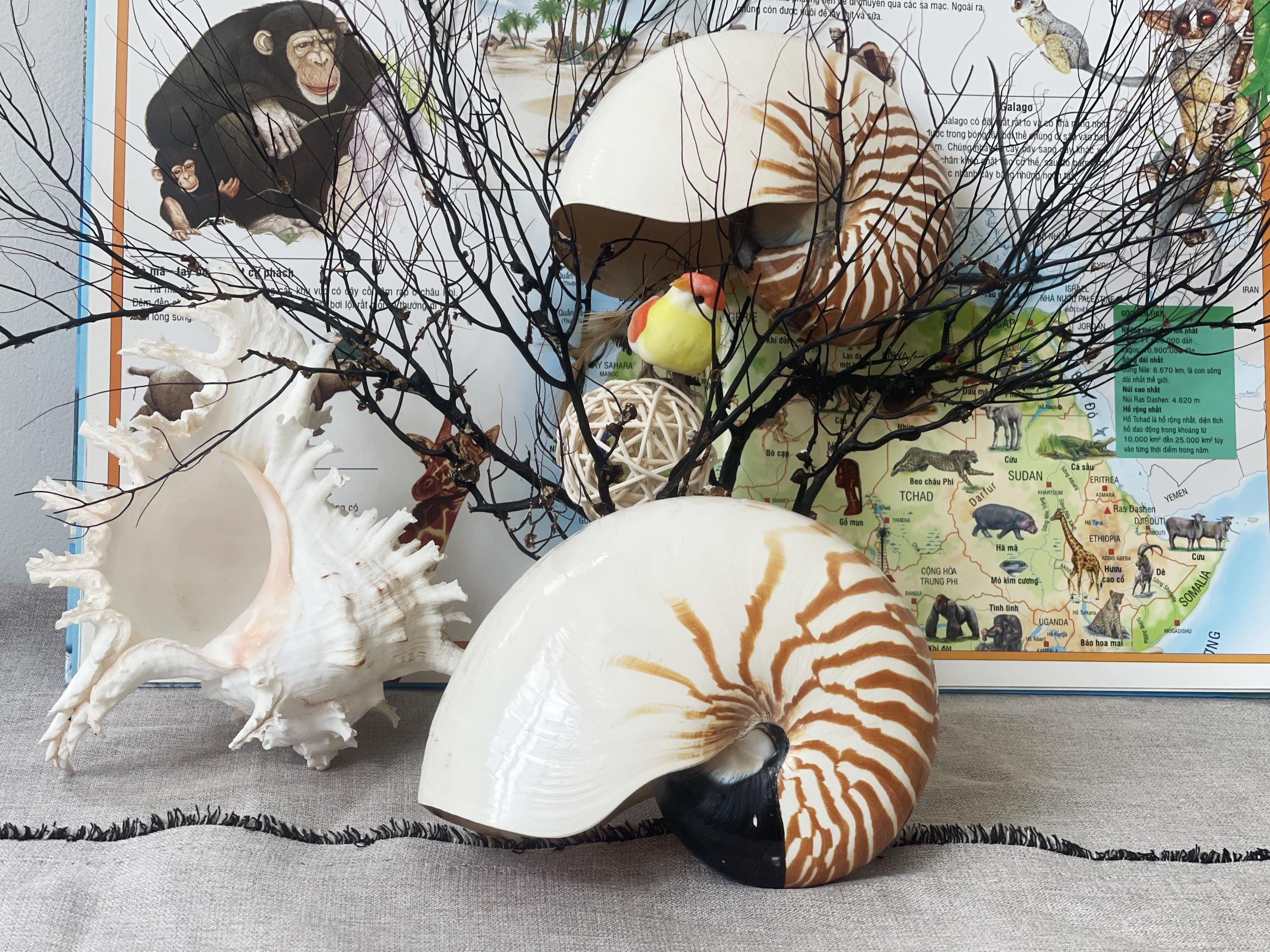 Nautilus shell - Etsy 日本
