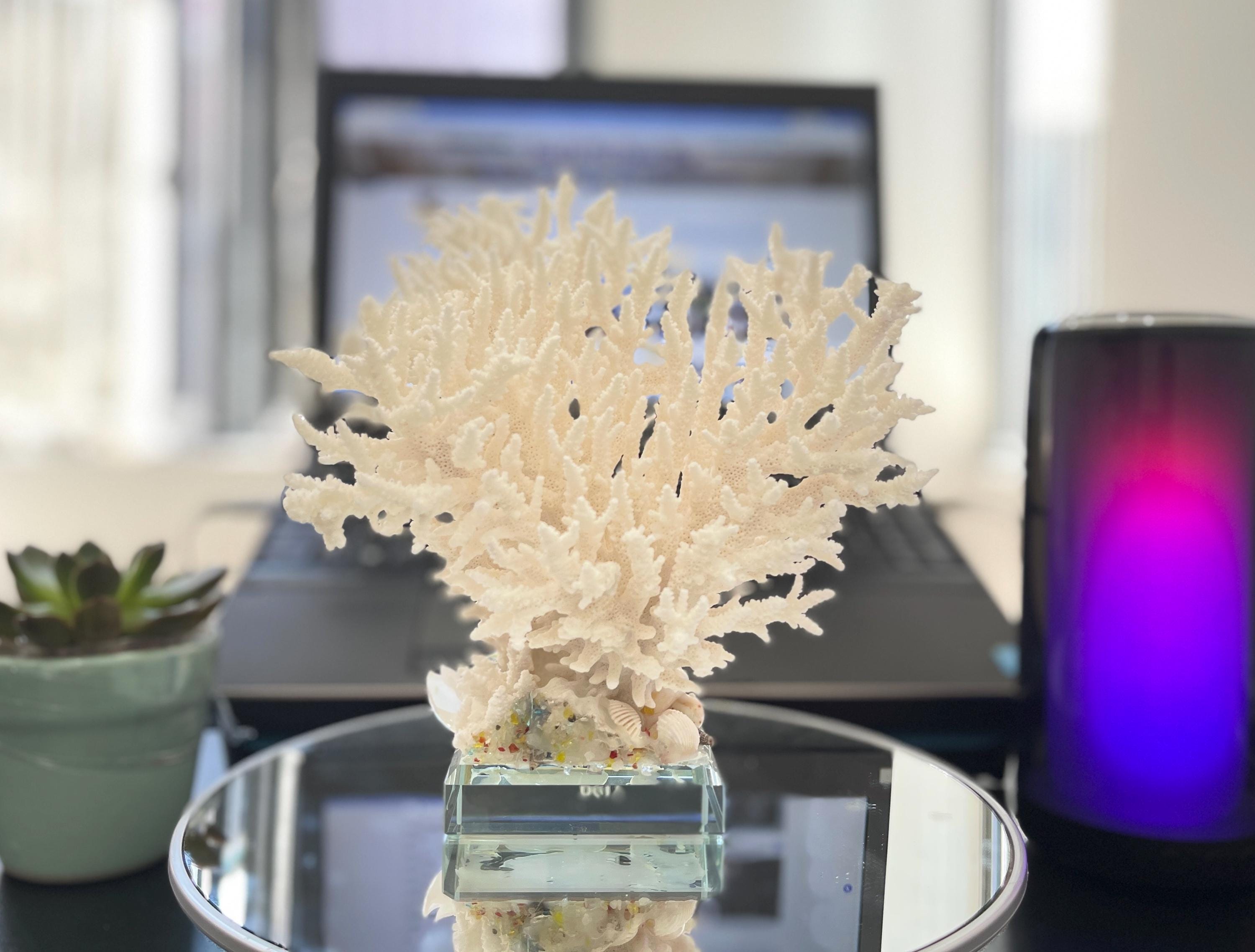 Natural Coral Stand - Etsy