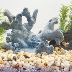 Blue Coral , Natural blue Coral, Aquarium Decor, Home Decor, Unique Gift, Natural Collectible, Sea Decor Collectibles, A gift, Coral Decor