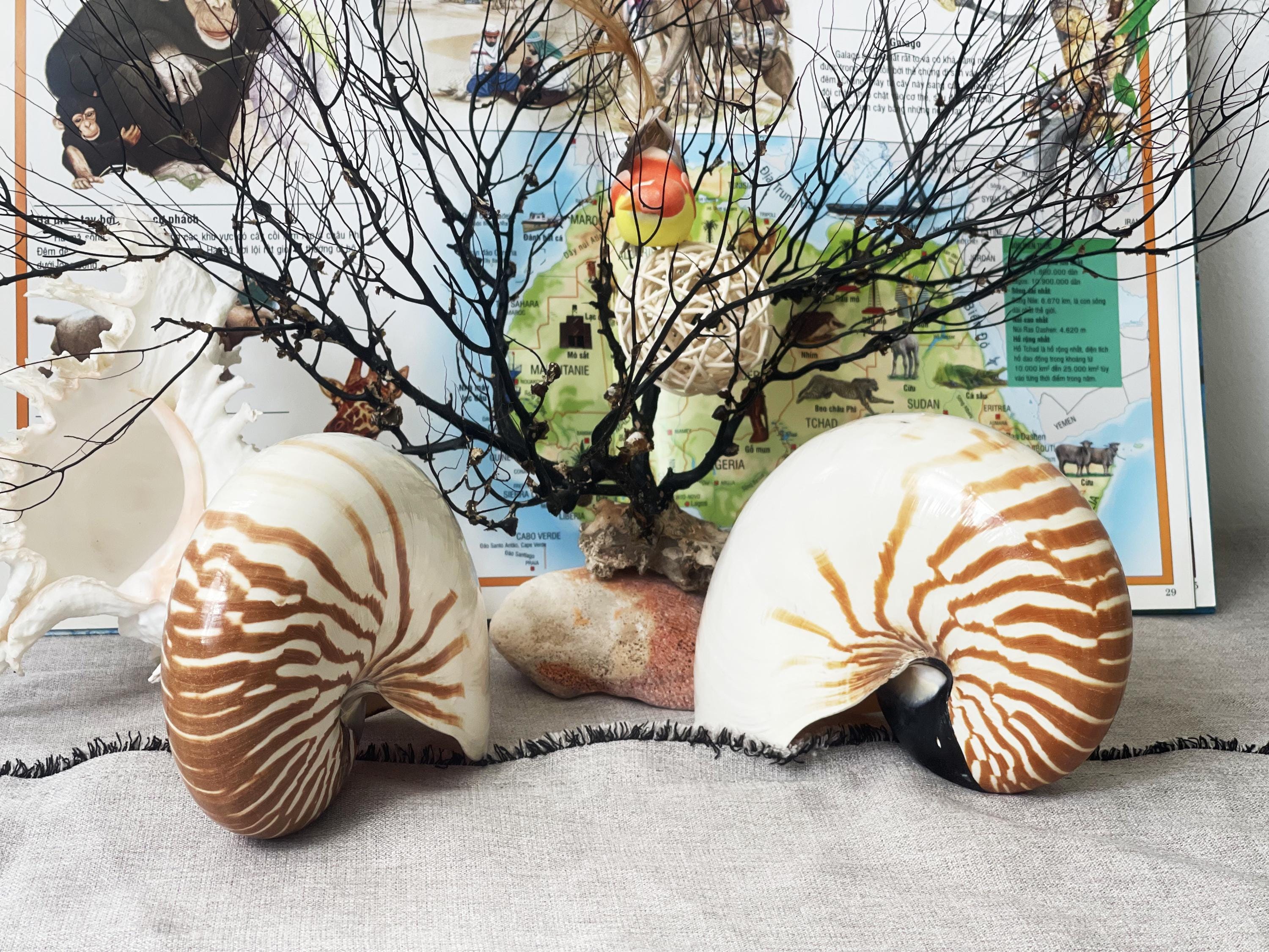 Natural Nautilus Shell: Coastal Home Decor, Nautical Display - Etsy