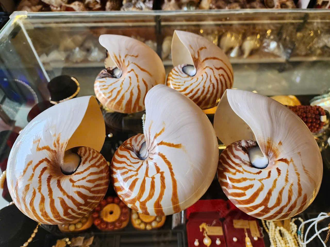Natural Nautilus Shell: Coastal Home Decor, Nautical Display - Etsy