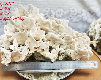 Large Natural White Coral, Beach Decor, Unique Gift, coral decor,  Aquarium Decoration, aquarium, decorative aquarium coral, Collectibles
