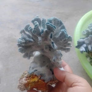 Può includere: Un esemplare di corallo blu chiaro con una consistenza porosa, montato su una base di roccia colorata. Il corallo ha una struttura ramificata ed è tenuto da una mano. La base rocciosa presenta sfumature arancioni e gialle.