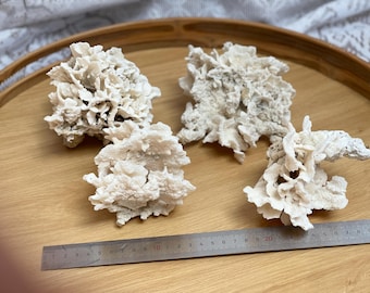 本物の白いサンゴはとても美しく、100％天然の色で、非常に特別です