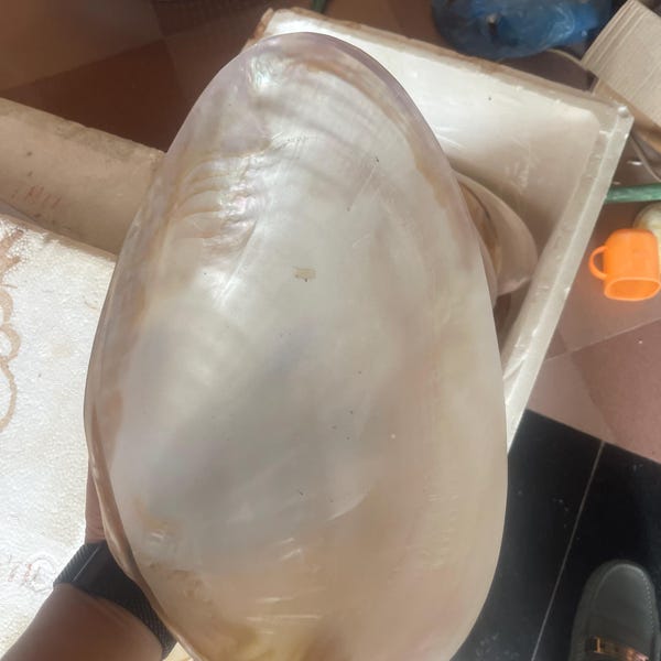 Large Mother of Pearl Shell Tray: Handcrafted Natural Iridescent Decor