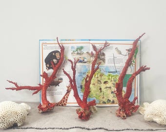 Natural Red Coral Branch: Coastal Home Decor, Aquarium Ornament