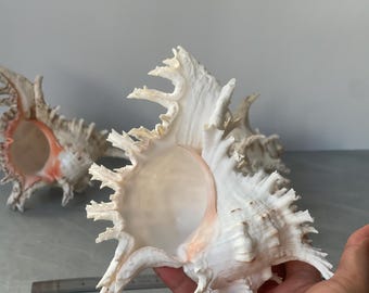 Ostra espinosa gigante: decoración oceánica natural, regalo costero