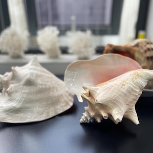 May include: Two large conch shells are displayed. The shell on the left is a smooth, off-white color with a pointed spire. The shell on the right features a textured, ridged exterior in cream and tan, with a smooth, pale pink interior opening.