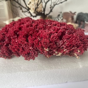 Brilliant Natural Red Coral, Beach Decor, Unique Gift, Ocean Decor,  Aquarium Decoration, aquarium, decorative aquarium coral, Collectibles