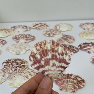 Set of 30 Natural Calico Scallop Shells (2-3in) | Atlantic Calico Shells | Beach Decor | DIY Crafts | Beach Wedding Decor | Collectors