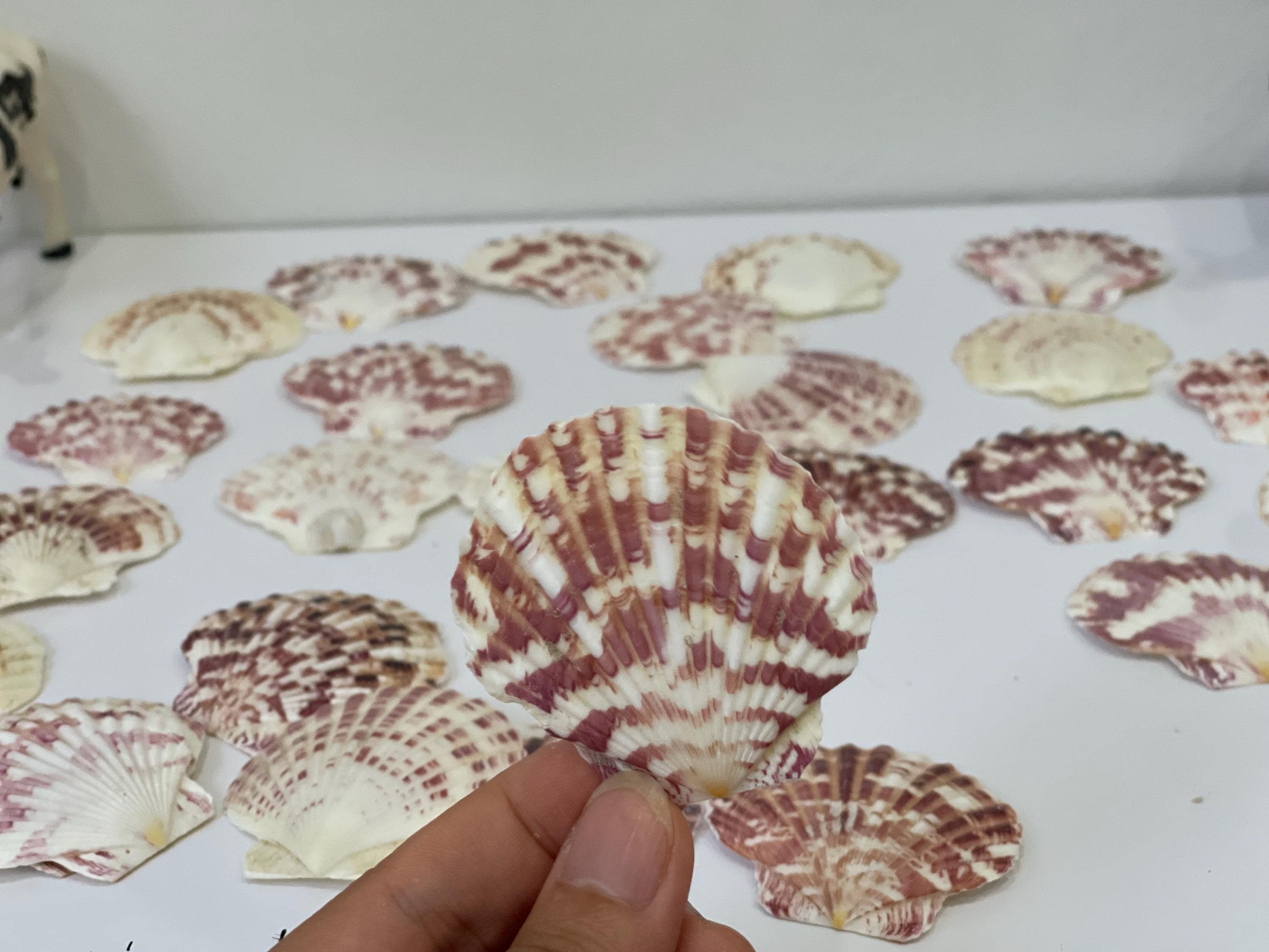 Calico Scallop Shells (set of 30): Natural Beach Decor, DIY Crafts (2 ...