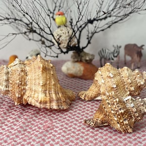 Large Natural Sea Shell, Giant Conch Shell, Unique Marine Decor, Beach House Accent,  Seashell Collection Gift, home decor, aquarium decor