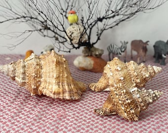 Giant Conch Shell: Natural Marine Decor, Beach House Accent