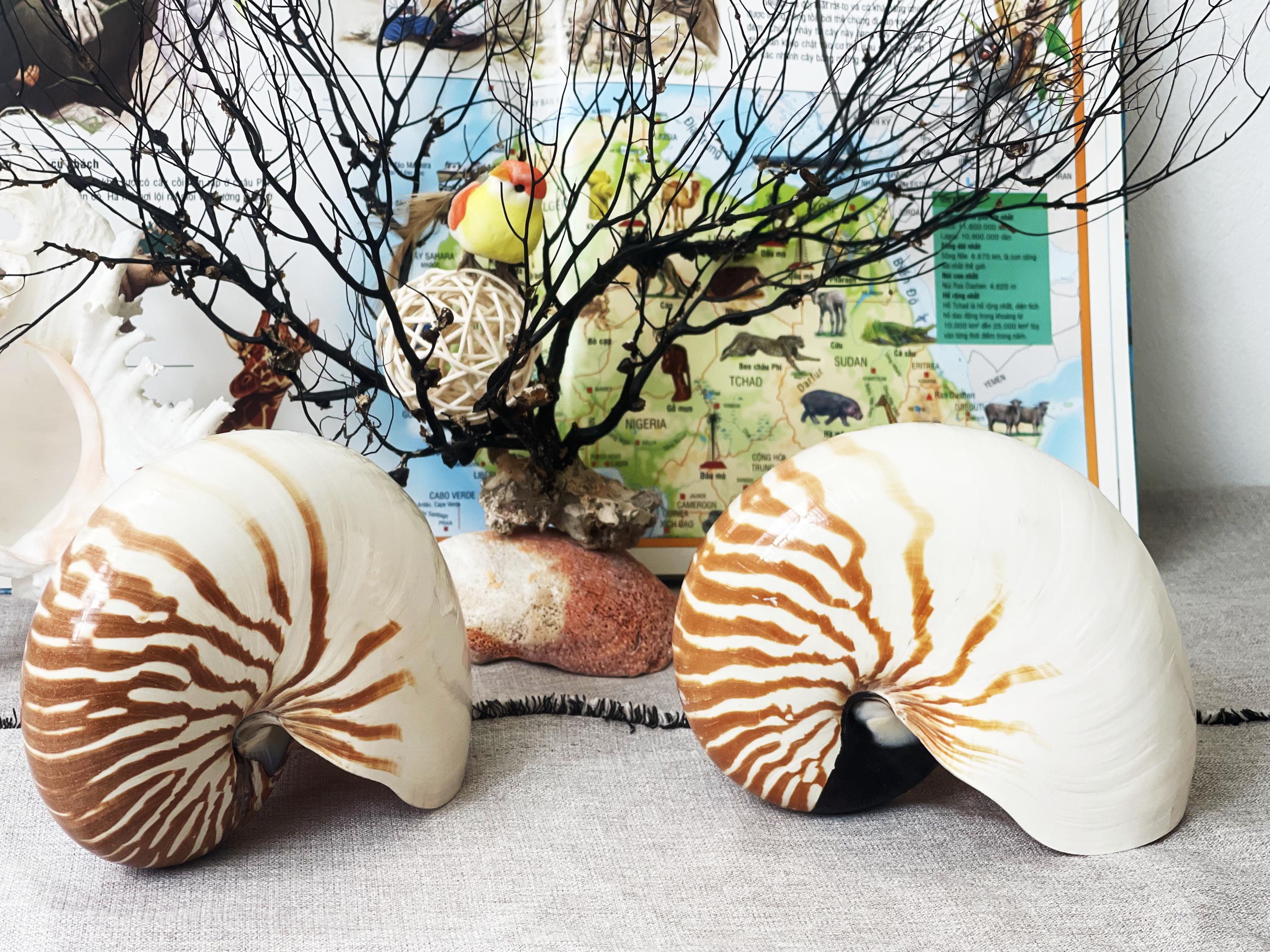 Natural Nautilus Shell: Coastal Home Decor, Nautical Display - Etsy