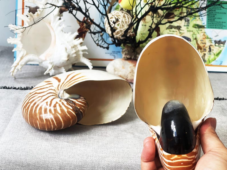 Natural Nautilus Shell: Coastal Home Decor, Nautical Display - Etsy