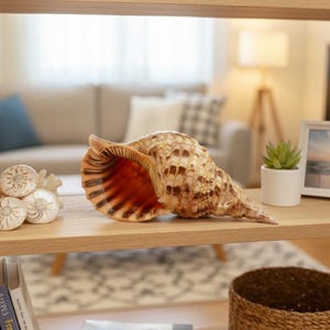 Grote Tritons-trompetschelp: natuurlijk huisdecor kust