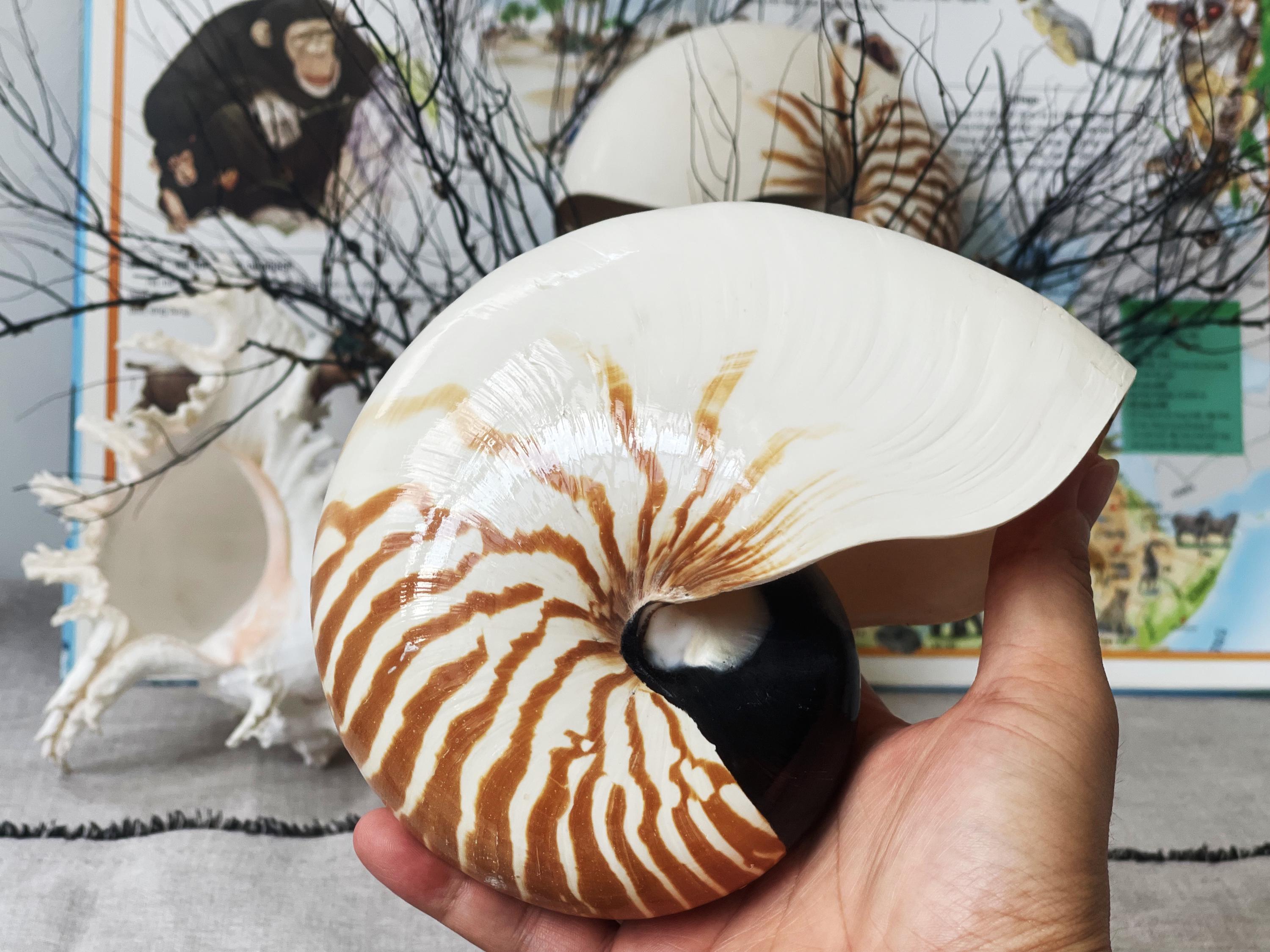 Natural Nautilus Shell: Coastal Home Decor, Nautical Display - Etsy