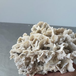 Large Natural White Coral, Beach Decor, Unique Gift, coral decor,  Aquarium Decoration, aquarium, decorative aquarium coral, Collectibles