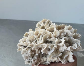 Large Natural White Coral: Beach Decor, Aquarium Ornament