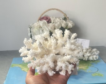 Rama de coral blanco natural: decoración costera, centro de mesa para bodas en la playa.