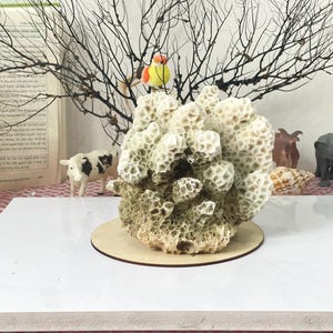 Natural Dried Coral Home Decor Real Ocean Coral Decor, Coasta, Home Decor, Aquarium Decoration, aquarium, decorative aquarium coral, coral