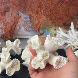 Coral 2-3&quot; Diameter,  Fossil Coral Decor,  Unique Aquarium Decor,  Home & Wedding Decor, DIY Craft Supplies, aquarium, white coral