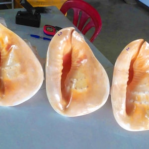 Pode incluir: Três grandes conchas de concha bege perolado com um interior cor de pêssego são exibidas em uma superfície cinza claro. As conchas estão abertas, revelando sua estrutura interna. Cada concha tem um número azul.