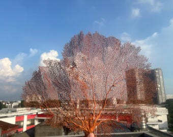 Natural Sea Fan Coral: Large Coastal Decor, Aquarium & Terrarium