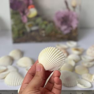 Set of 30 Small White Scallop Shells (1-2") | Bulk Mini White Shells | Beach Wedding Decor | DIY Crafts | Table Scatter | Shell Collecting