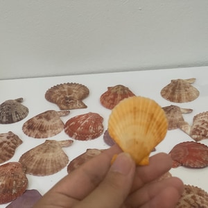 Colorful Natural Scallop Shells,  Bulk Seashells for Crafts,  Beach Decor , Ocean Jewelry DIY Supplies, Unique Gift, Handmade supplies