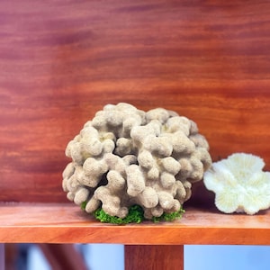 Natural Fossil Coral Sculpture: Coastal Home Decor, Ocean Lover Gift