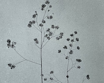 Original monotype print Modern botanical art. Quaking Grass. Printed with love & nature on Khadi paper. Minimal monochrome wall decor. A5