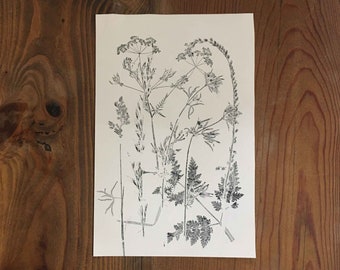 Original botanical nature monotype print. Monochrome art Black Grey Cream. Handprinted by Stef Mitchell. Organic wildflower Wall Decor