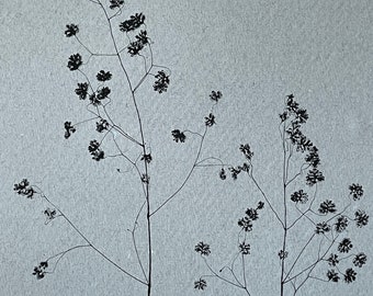 Original monotype print Modern botanical art. Quaking Grass. Printed with love & nature on Khadi paper. Minimal monochrome wall decor. A5