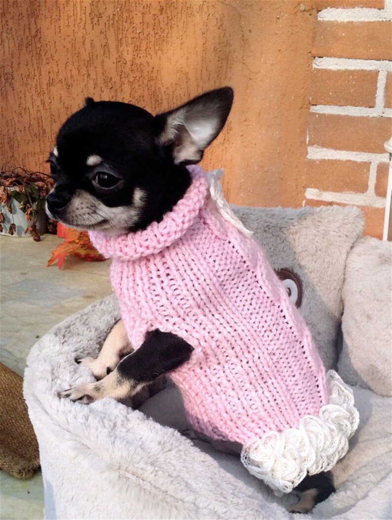 chihuahua in sweater