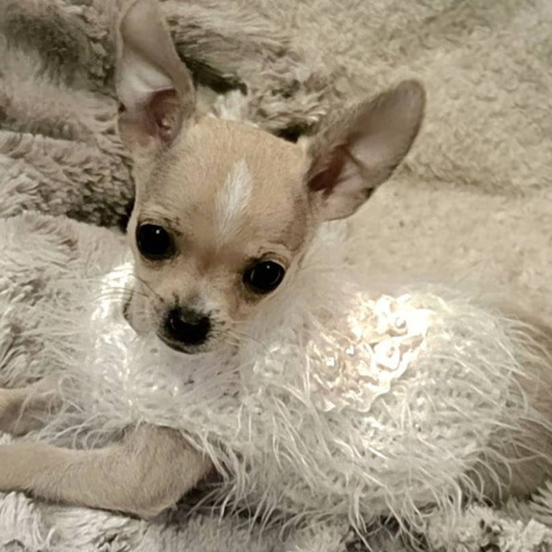 Teacup chihuahua clothes uk cheap