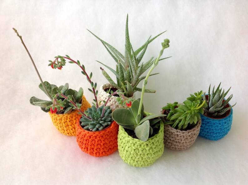 Small plant pot Basket succulent Small Basket for cactus Etsy