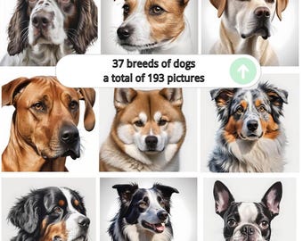 以下が含まれることがあります： ラブラドール、ジャックラッセル、ボーダーコリーなど、さまざまな犬種の肖像画。画像には「37種類の犬、合計193枚の写真」というテキストと上向きの矢印が含まれています。