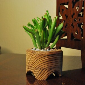 May include: A small green succulent plant in a wooden pot with a carved, curved design. The pot is filled with small stones. A dark wooden decorative piece is in the background. The plant is on a dark brown table.