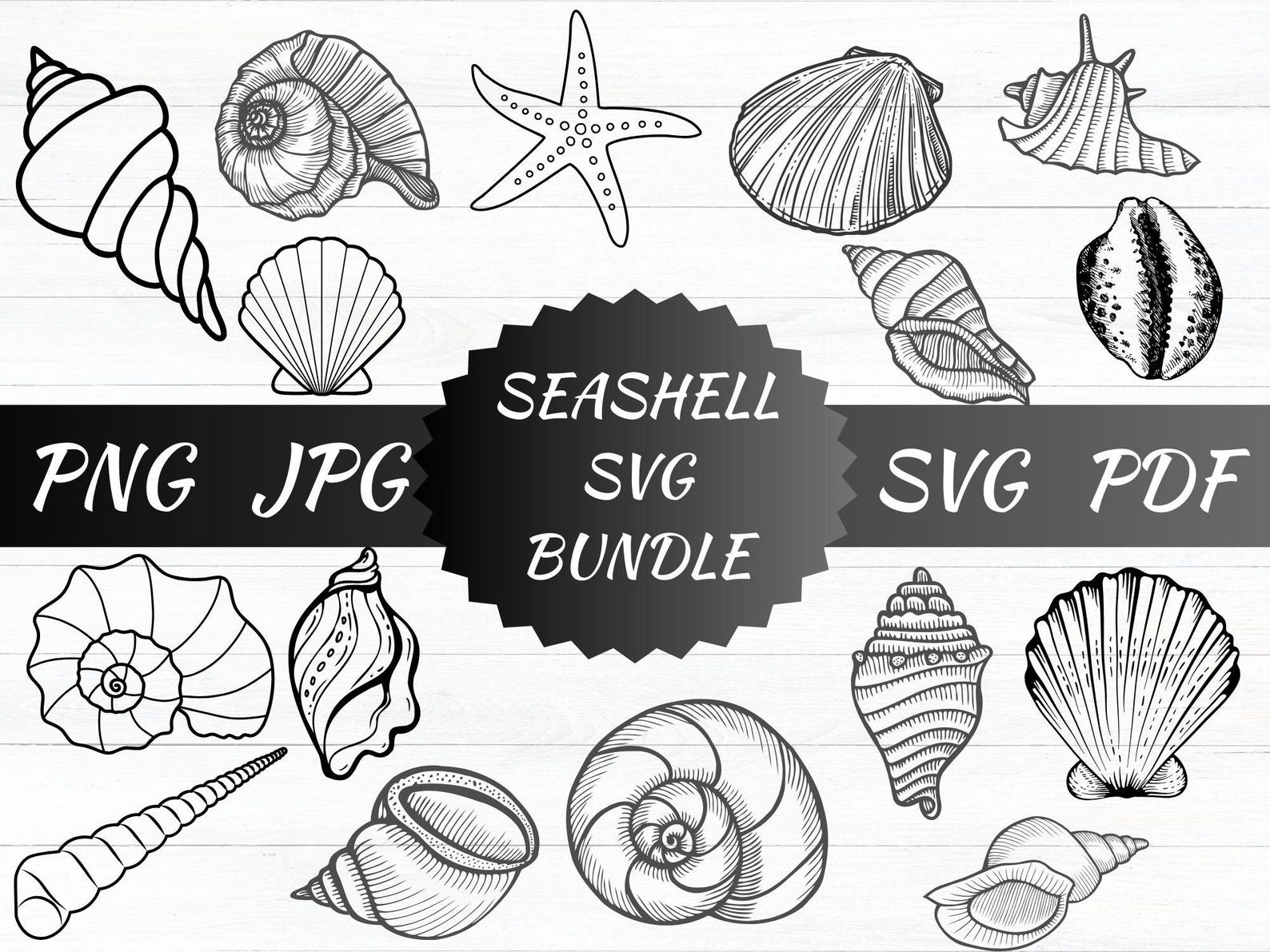 Shell One Svg Seashell SVG Bundle, Beach Shells Clipart (digital Download) - Etsy